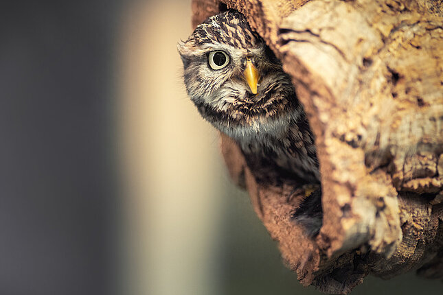 Tanja_Brandt_stage2.jpg