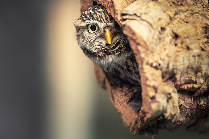 Tanja_Brandt_stage2.jpg